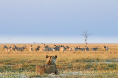 Chobe Game Lodge gamedrive 003